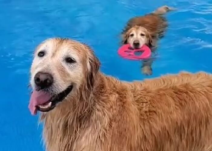 ゴールデンレトリーバー,動画