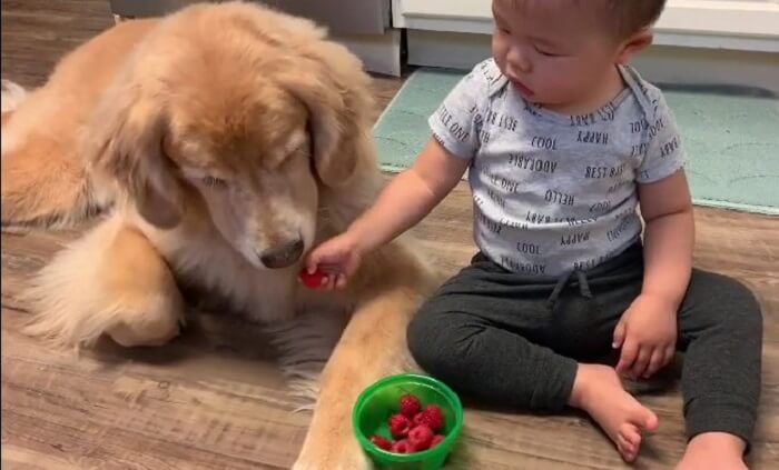 ゴールデンレトリーバー,動画