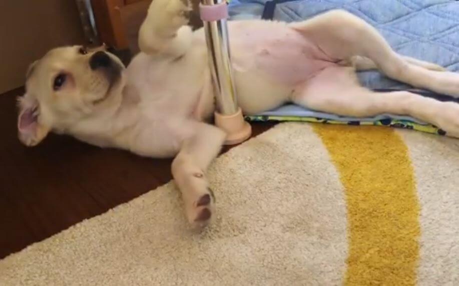 ラブラドールレトリーバー,動画