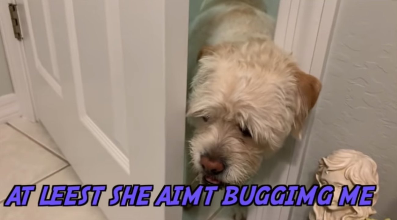 ラブラドールレトリーバー,動画