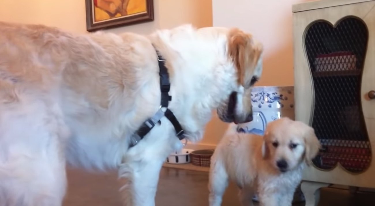 ゴールデンレトリーバー,動画