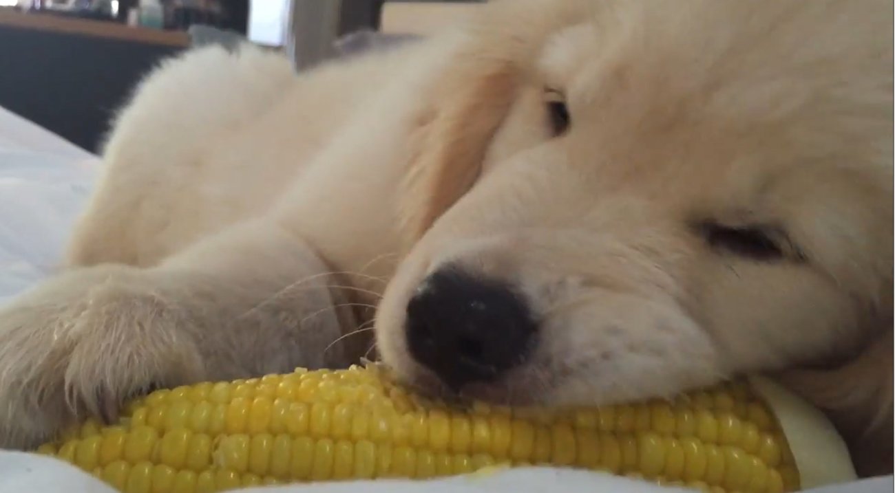 ゴールデンレトリーバー,動画