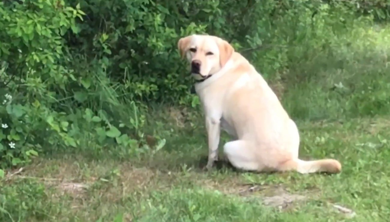 ラブラドールレトリーバー,動画