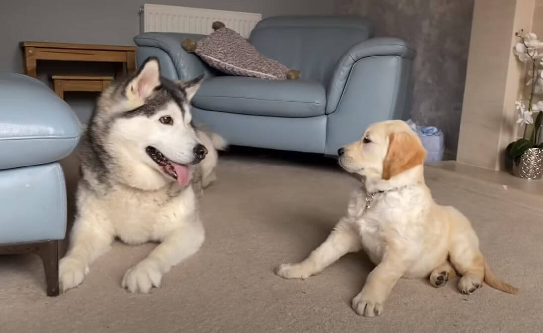 ゴールデンレトリーバー,動画