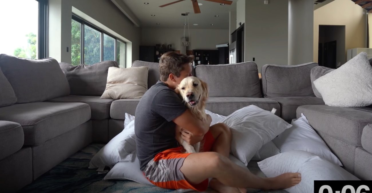 ゴールデンレトリーバー,動画