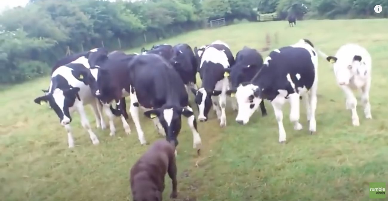 ラブラドールレトリーバー,動画