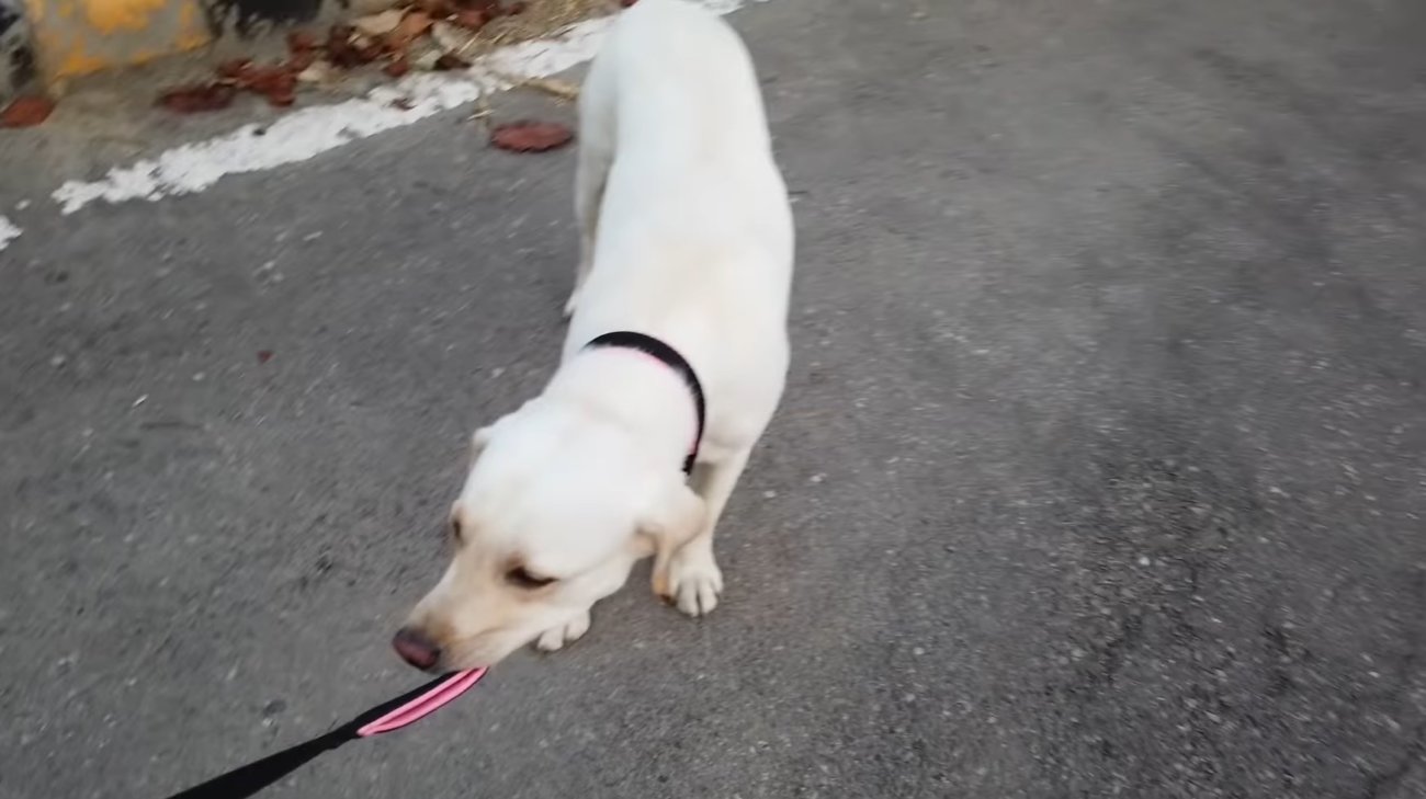 ラブラドールレトリーバー,動画