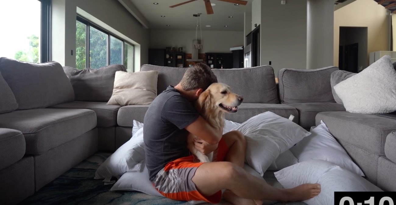 ゴールデンレトリーバー,動画