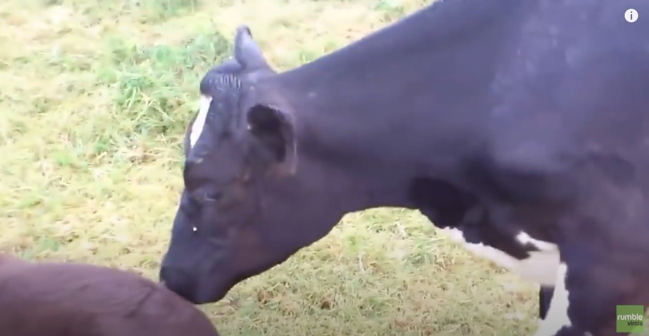 ラブラドールレトリーバー,動画