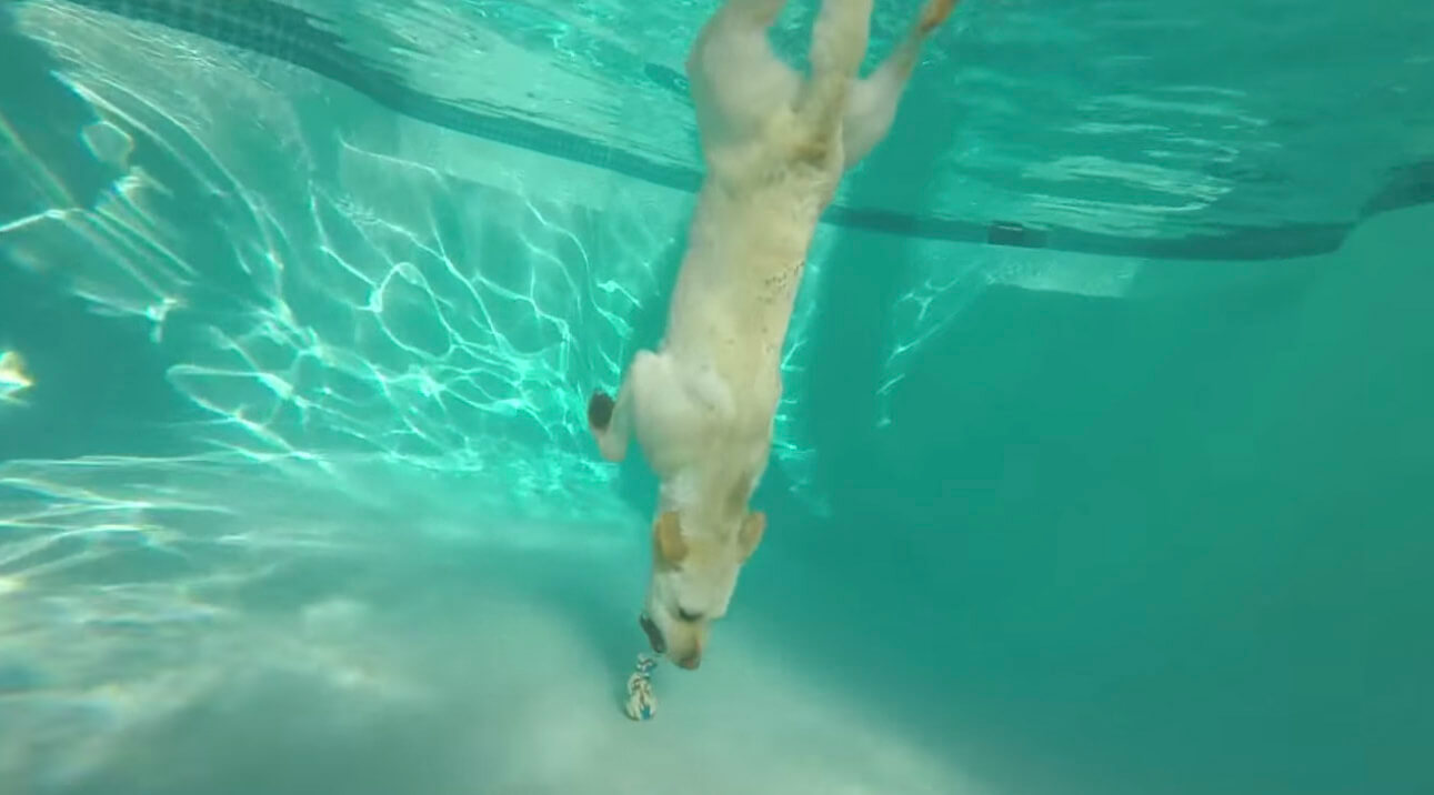 ラブラドールレトリーバー,動画