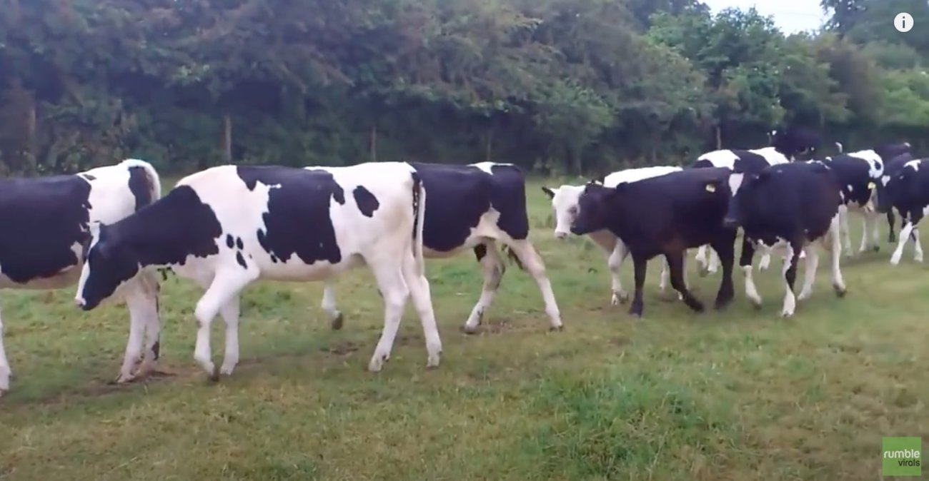 ラブラドールレトリーバー,動画