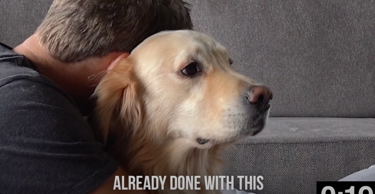 ゴールデンレトリーバー,動画