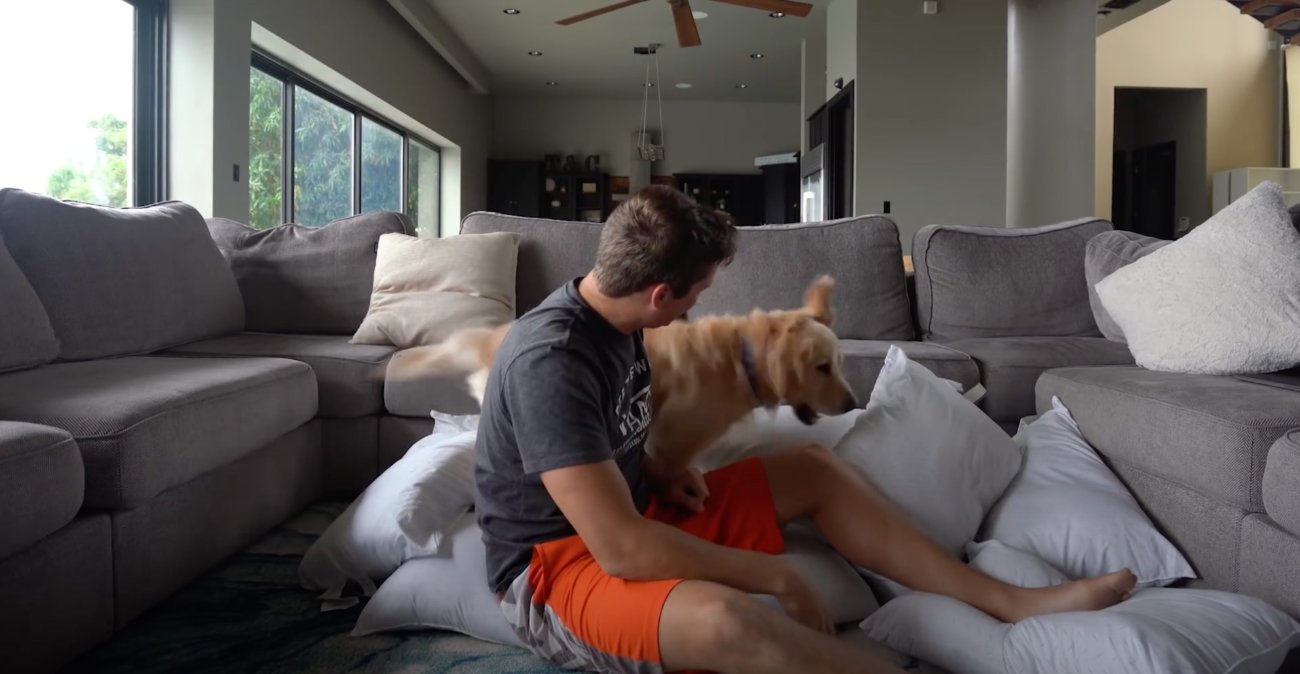 ゴールデンレトリーバー,動画