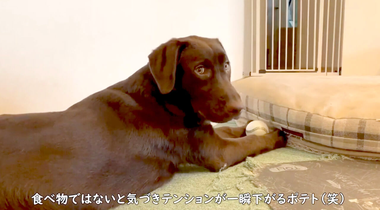 ラブラドールレトリーバー,動画