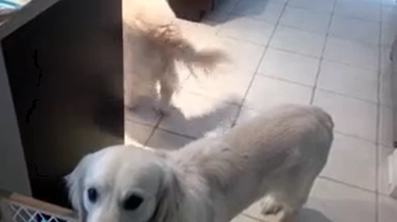 ゴールデンレトリーバー,動画