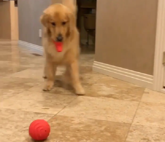 ゴールデンレトリーバー,動画