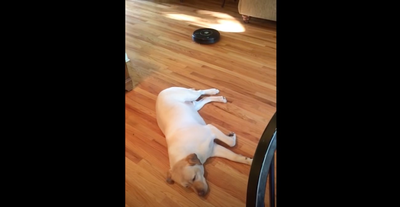 ラブラドールレトリーバー,動画