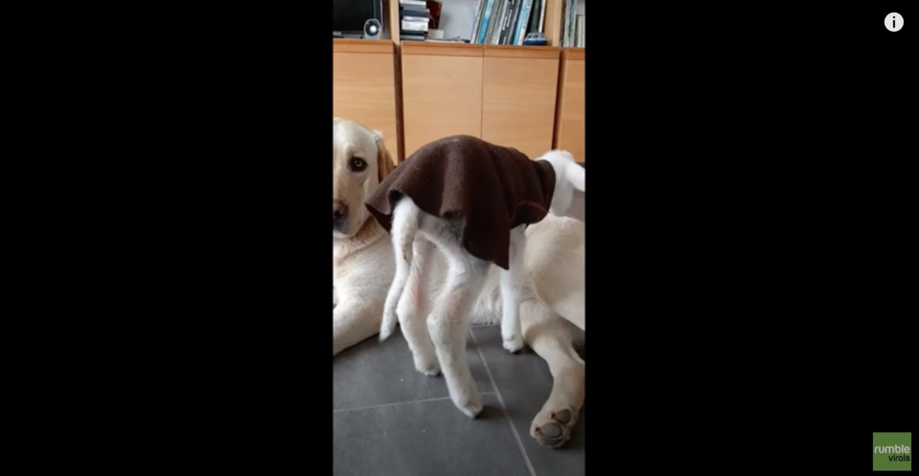 ラブラドールレトリーバー,動画