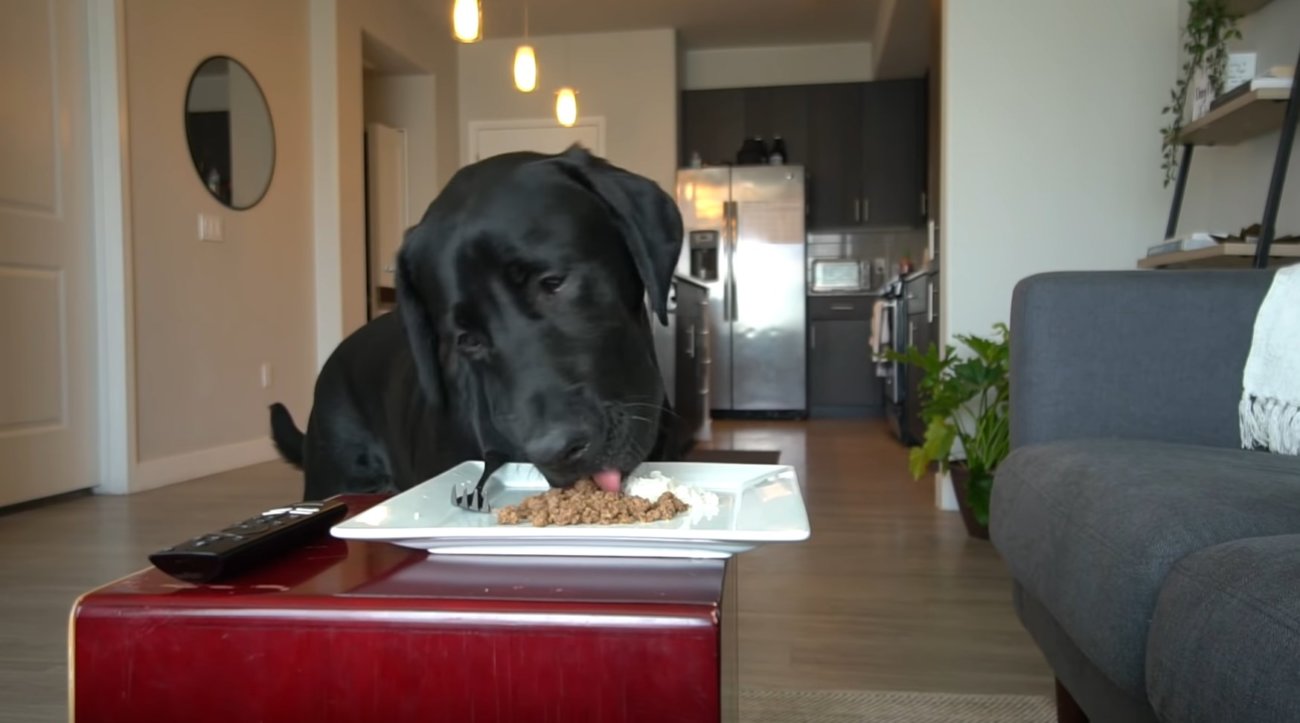 ラブラドールレトリーバー,動画