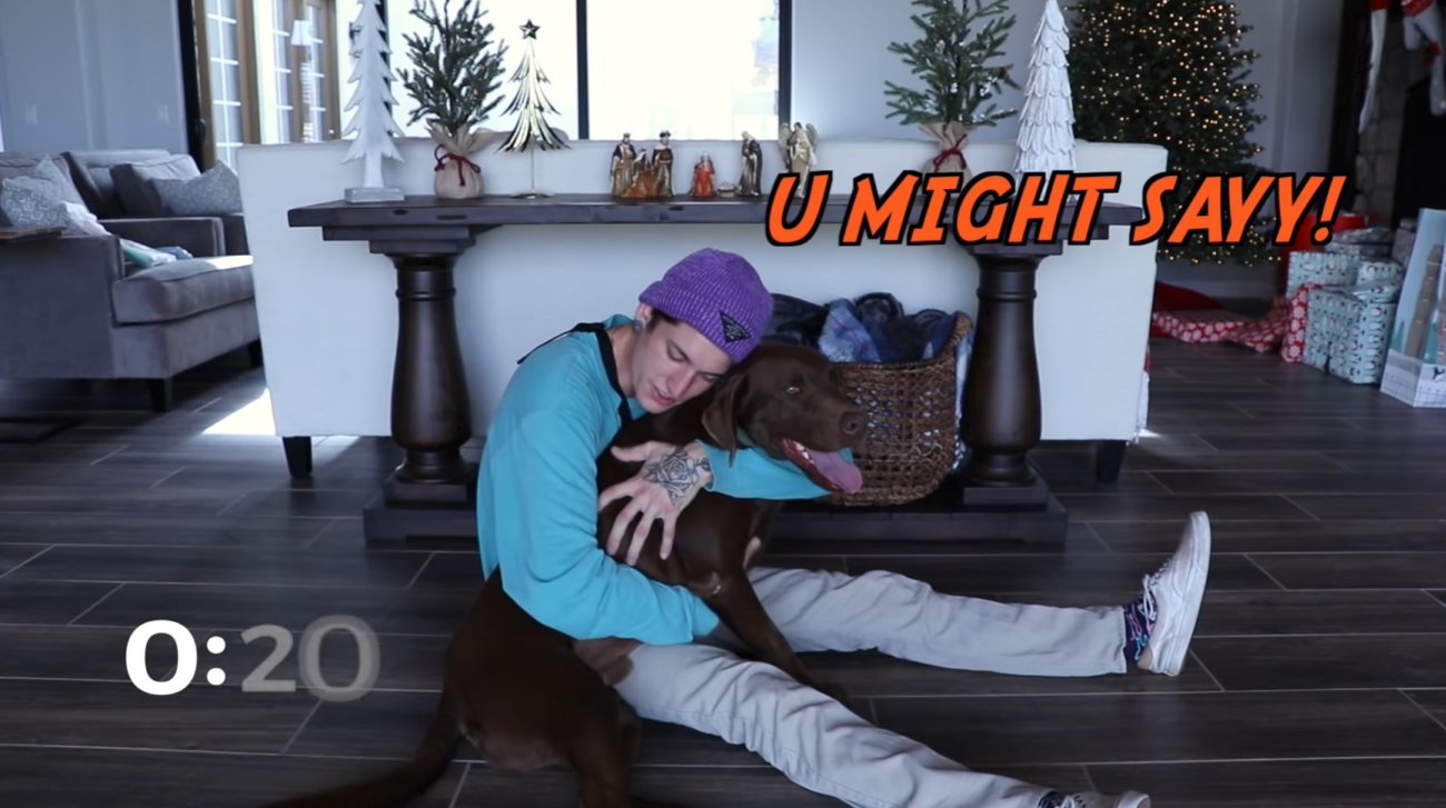 ラブラドールレトリーバー,動画