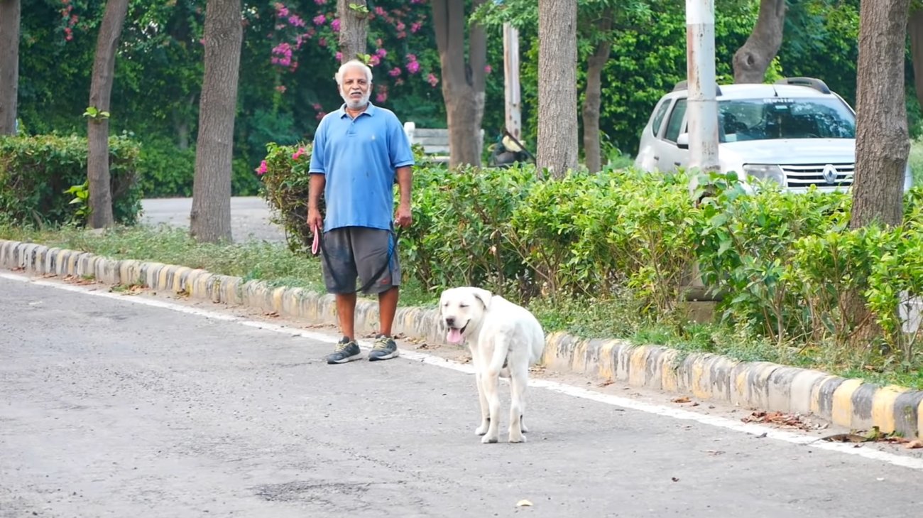 ラブラドールレトリーバー,動画