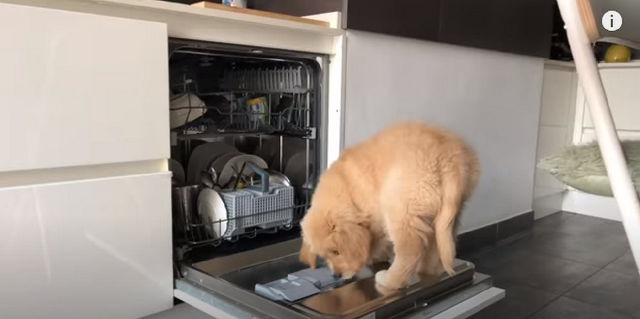 ゴールデンレトリーバー,動画