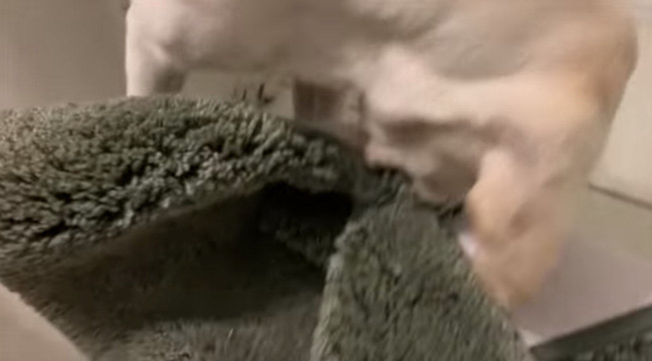 ラブラドールレトリーバー,動画