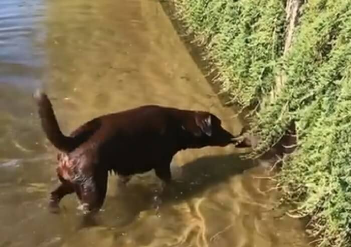 ラブラドールレトリーバー,動画