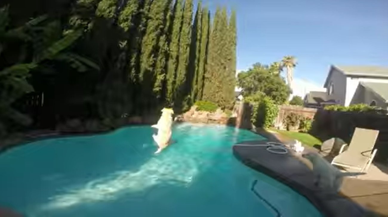 ラブラドールレトリーバー,動画