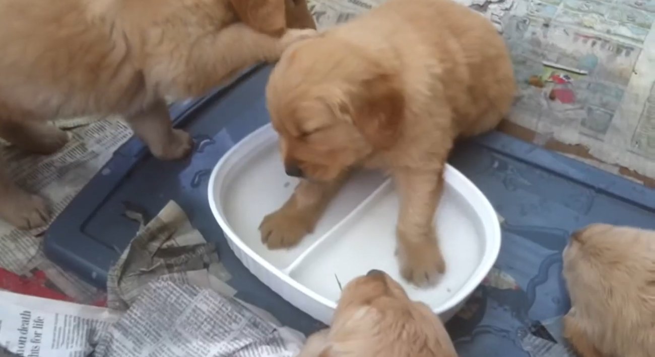 ゴールデンレトリーバー,動画