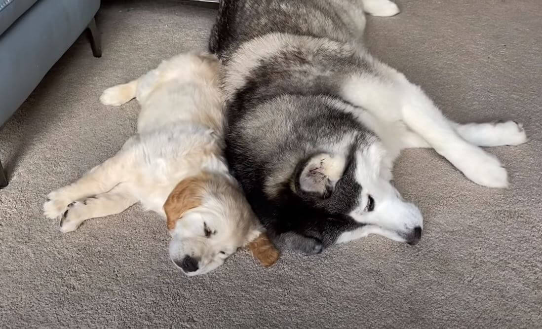 ゴールデンレトリーバー,動画