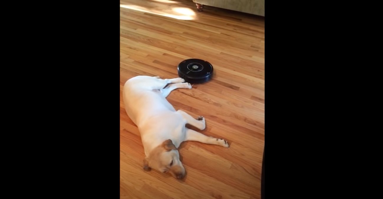 ラブラドールレトリーバー,動画