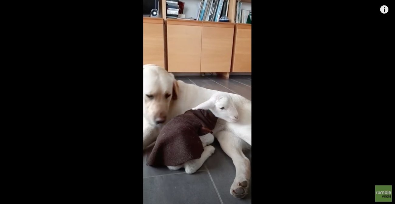 ラブラドールレトリーバー,動画