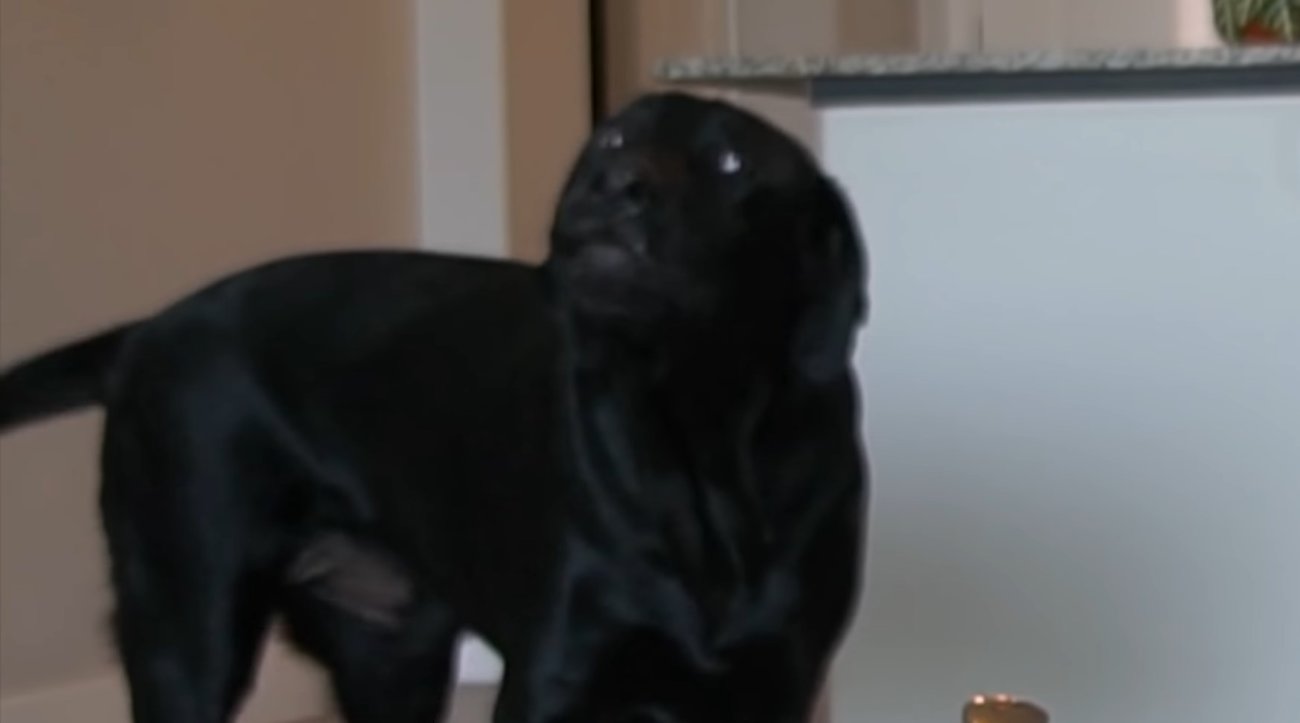 ラブラドールレトリーバー,動画