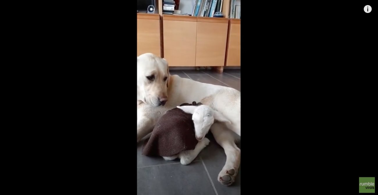 ラブラドールレトリーバー,動画