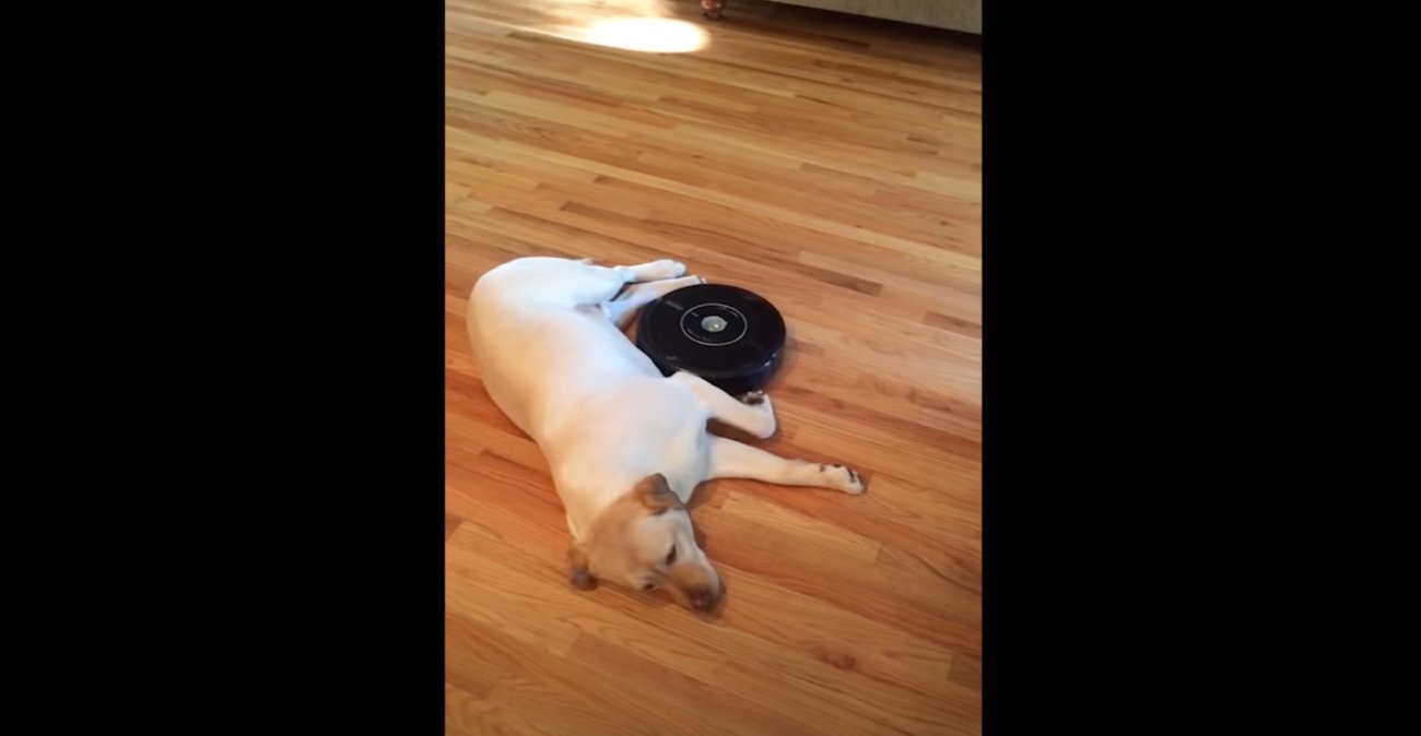 ラブラドールレトリーバー,動画