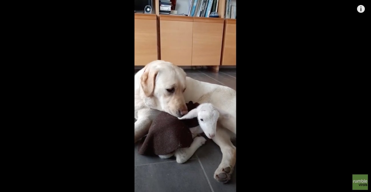 ラブラドールレトリーバー,動画