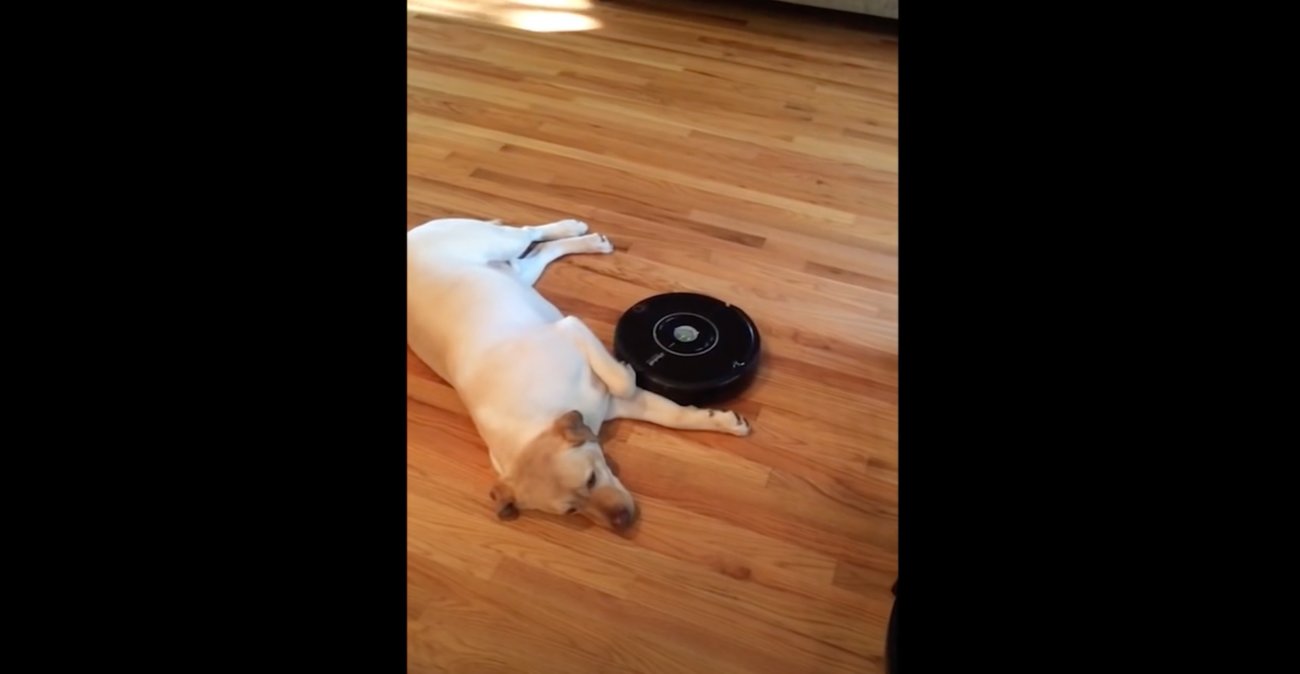 ラブラドールレトリーバー,動画