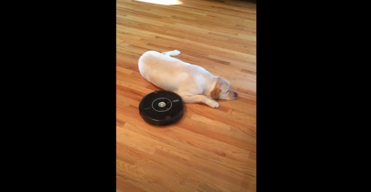 ラブラドールレトリーバー,動画