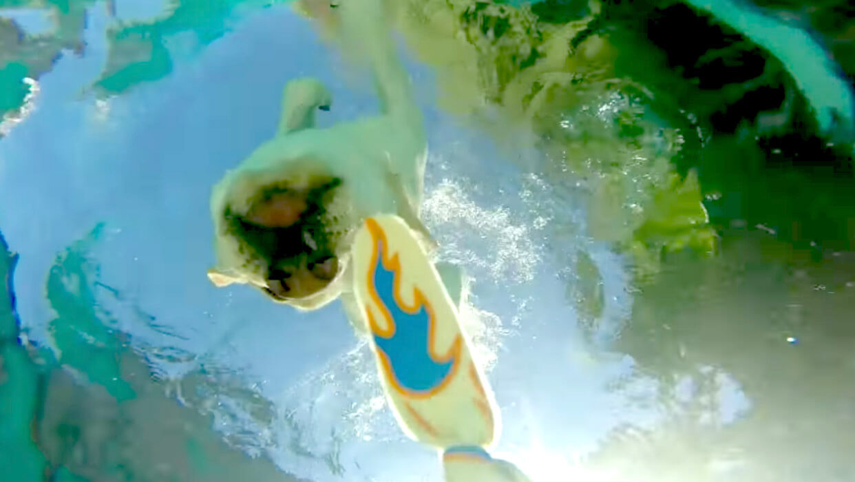 ラブラドールレトリーバー,動画