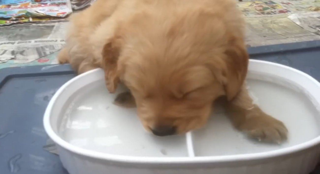 ゴールデンレトリーバー,動画