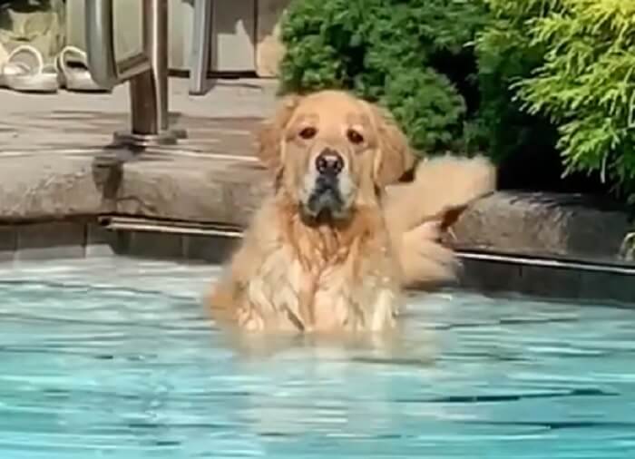 ゴールデンレトリーバー,動画