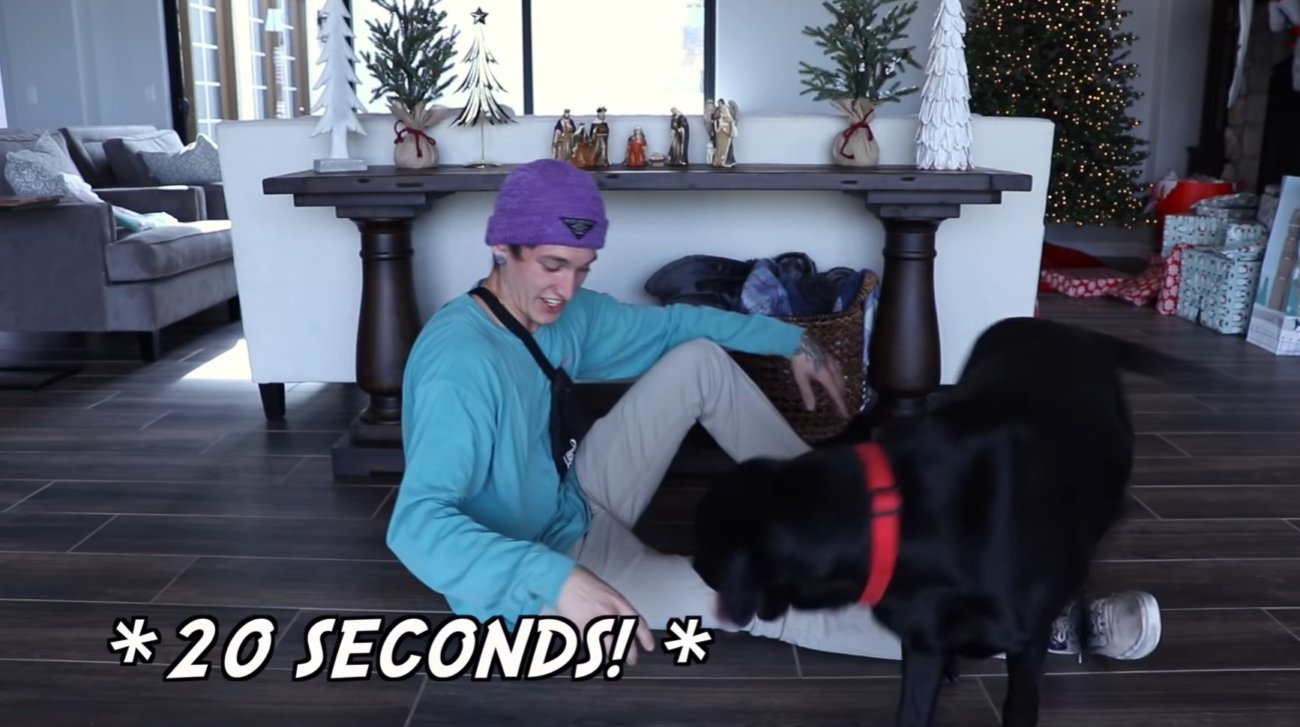 ラブラドールレトリーバー,動画