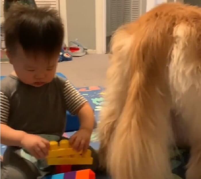 ゴールデンレトリーバー,動画