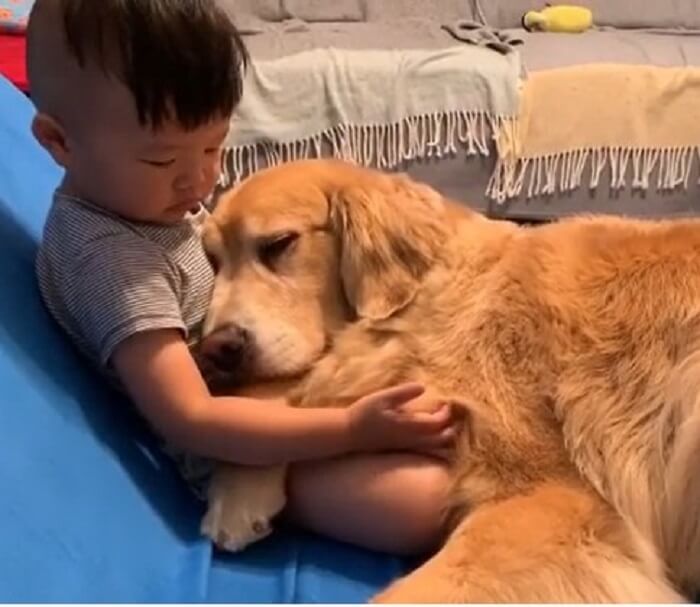 ゴールデンレトリーバー,動画