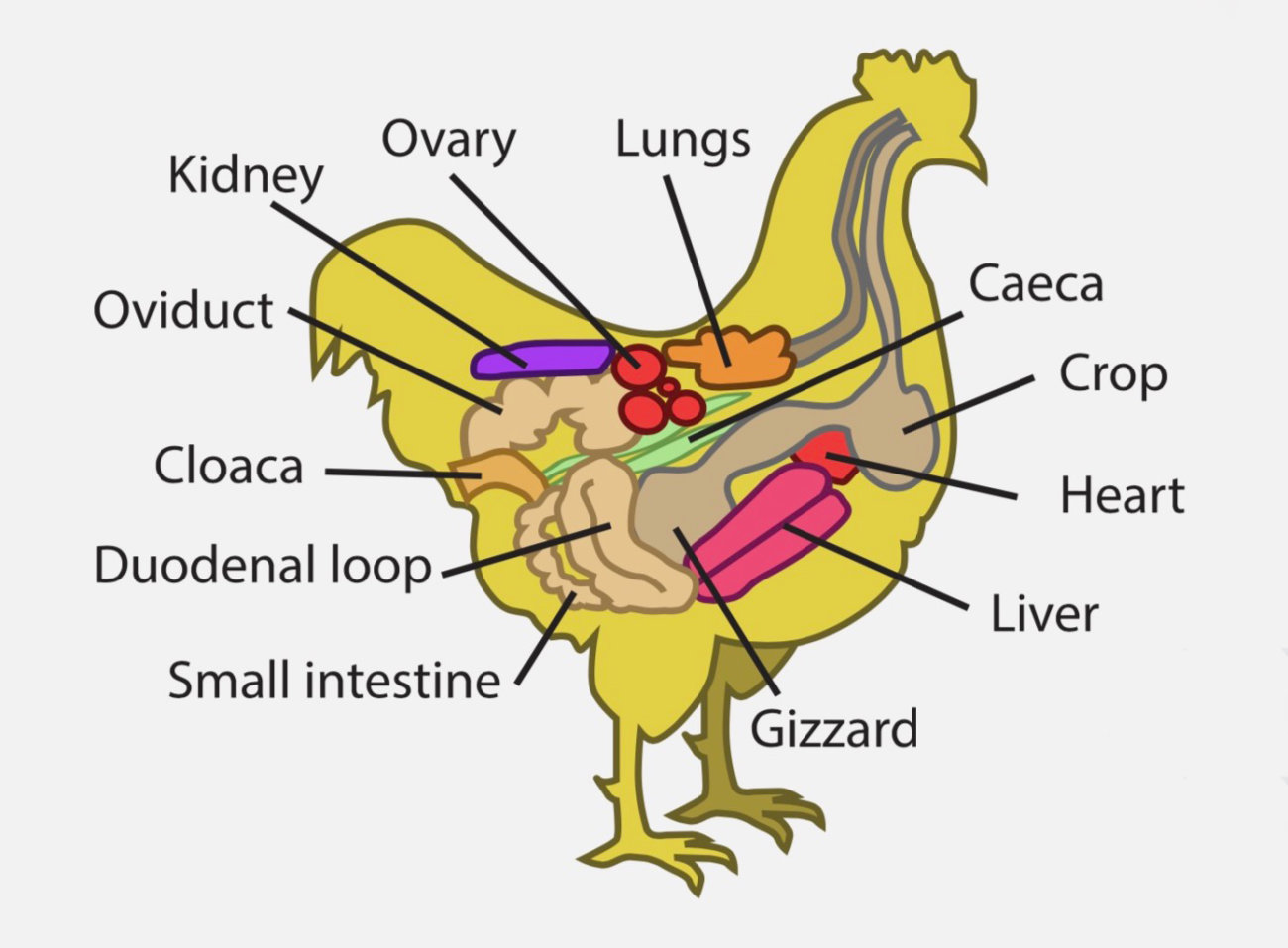 レトリーバー,オリジン,フード