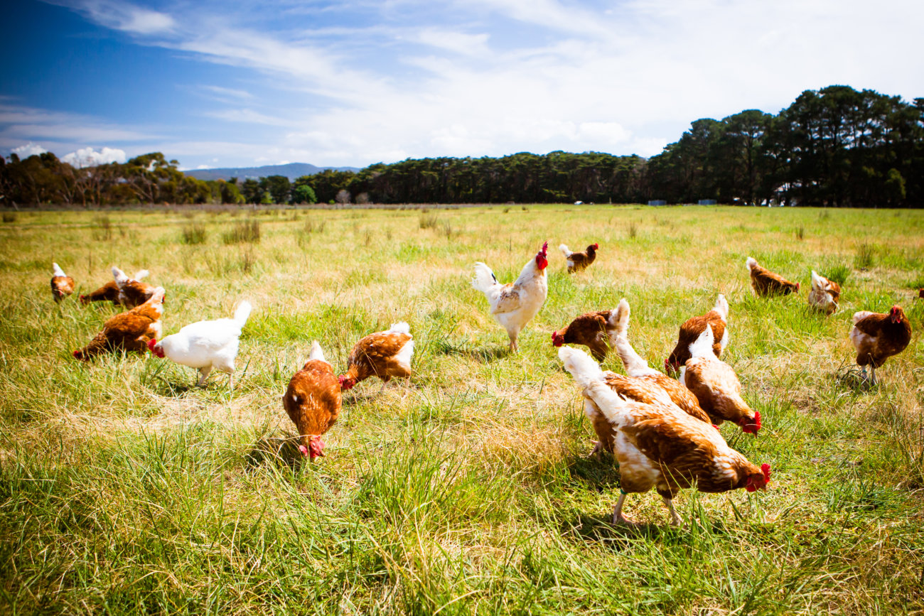 レトリーバー,オリジン,フード