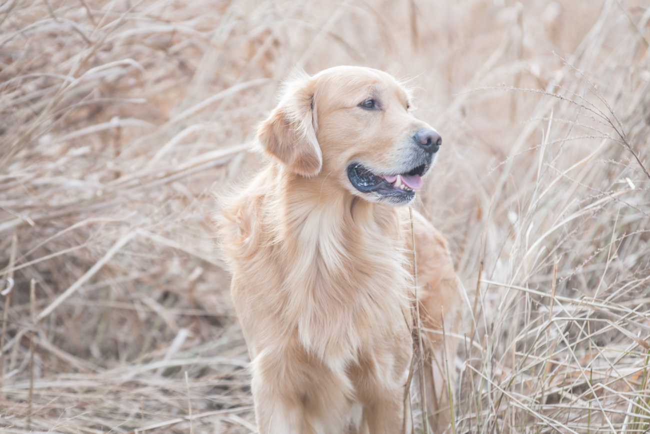 レトリーバー,オリジン,フード