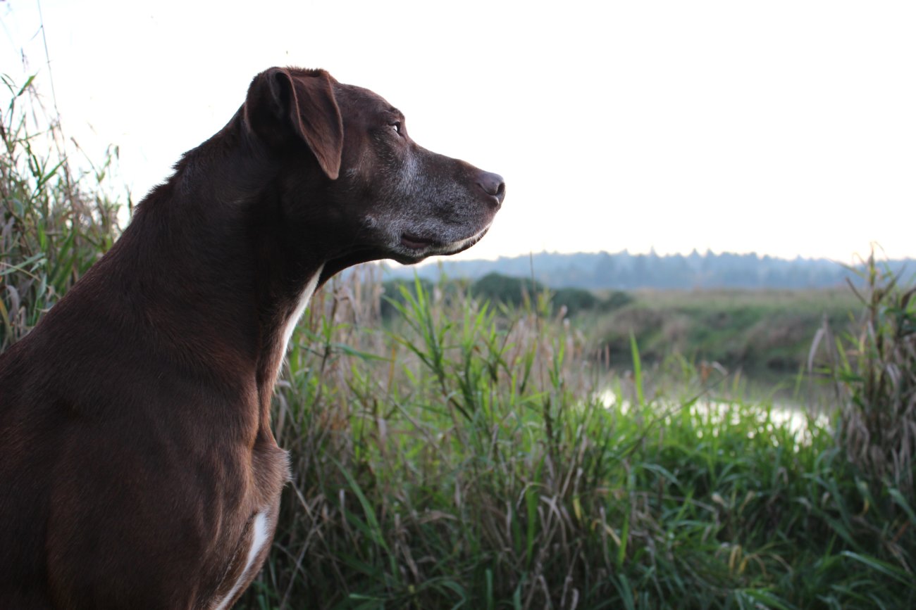 レトリーバー,オリジン,フード