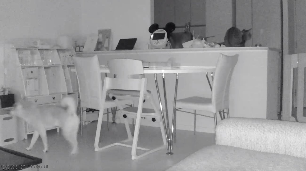 レトリーバー,パナソニック,見守りカメラ